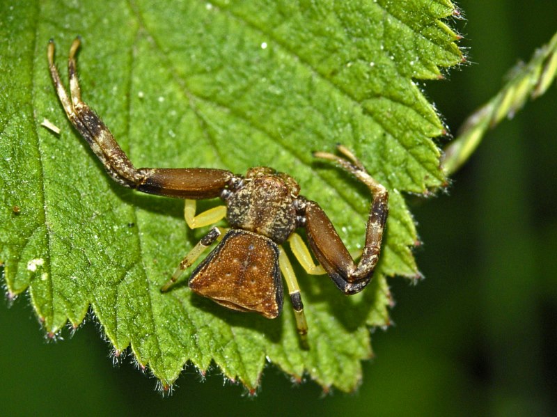 Pistius truncatus femmina - Voltaggio (AL)